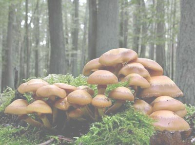 explora_bolets.jpg explora_bolets.jpg